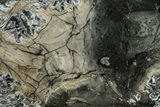 Mammoth Molar Slice With Case - South Carolina #291075-2